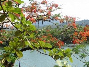 Sông Hương trước cổng chùa Thiên Mụ... với ngàn cánh phượng hồng