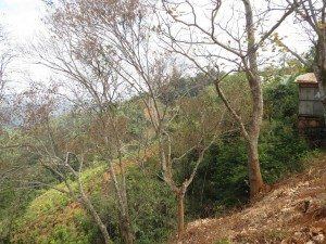 IMG_DL Deo
