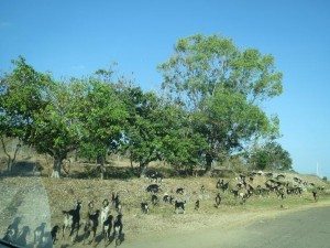 IMG_DL de