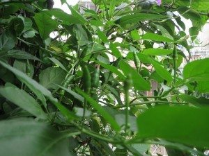 IMG_1219 (Ớt)